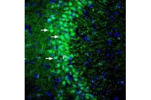 Expression of GKAP in rat hippocampus - Immunohistochemical staining of perfusion-fixed frozen rat brain sections with Anti-DLGAP1/GKAP Antibody (ABIN7043100, ABIN7045186 and ABIN7045187), (1:200), followed by goat anti-rabbit-AlexaFluor-488. (DLGAP1 抗体  (Intracellular))