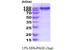 SDS-PAGE (SDS) image for VEGF Receptor 2 (VEGFR2) (AA 20-764) protein (hIgG-His-tag) (ABIN5854942)