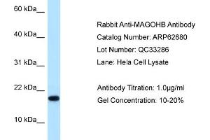 Western Blotting (WB) image for anti-Mago-Nashi Homolog B (MAGOHB) (Middle Region) antibody (ABIN2789207) (Mago Nashi Homolog 2 抗体  (Middle Region))