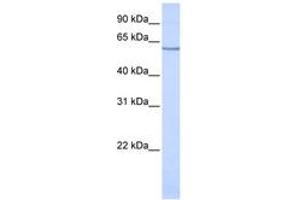 Image no. 1 for anti-Solute Carrier Family 1 (Neuronal/epithelial High Affinity Glutamate Transporter, System Xag), Member 1 (SLC1A1) (AA 36-85) antibody (ABIN6743212)