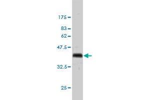 Western Blotting (WB) image for anti-Geminin, DNA Replication Inhibitor (GMNN) (AA 110-209) antibody (ABIN565518)