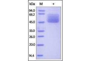 Human Mucin-1, Fc Tag on SDS-PAGE under reducing (R) condition.