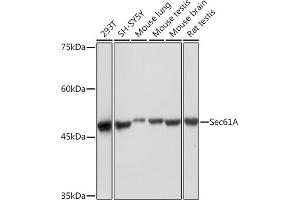 Western blot analysis of extracts of various cell lines, using Sec61A Rabbit mAb (ABIN7270172) at 1:1000 dilution. (SEC61A2 抗体)