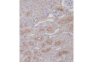 Immunohistochemical analysis of (ABIN1881337 and ABIN2838726) on paraffin-embedded Mouse kidney tissue. (FAP 抗体  (N-Term))