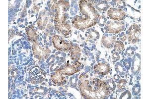 AADAT antibody was used for immunohistochemistry at a concentration of 4-8 ug/ml to stain EpitheliaI cells of renal tubule (arrows) in Human Kidney. (AADAT 抗体  (N-Term))
