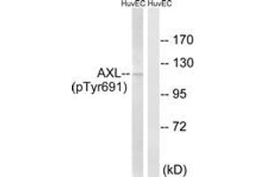 Western blot analysis of extracts from HuvEc cells treated with EGF 200ng/ml 15', using AXL (Phospho-Tyr691) Antibody. (AXL 抗体  (pTyr691))