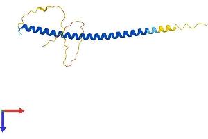 CEBPG Protein (AA 1-150) (His tag)