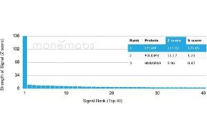 Protein Array (PAr) image for anti-Epithelial Cell Adhesion Molecule (EPCAM) (AA 280-350), (Cytoplasmic Domain) antibody (ABIN6939986)