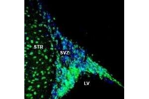 Expression of NPY1R in rat striatum and subventricular zone (SVZ) - Immunohistochemical staining of perfusion-fixed frozen rat brain sections with Anti-NPY1R (extracellular) Antibody (ABIN7043372, ABIN7044674 and ABIN7044675), (1:200), followed by goat anti-rabbit-AlexaFluor-488. (NPY1R 抗体  (Extracellular))