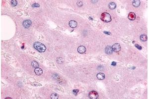 Anti-NR2F6 antibody  ABIN1049139 IHC staining of human liver.