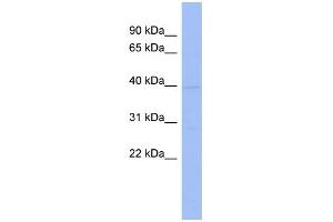 WB Suggested Anti-HNRPAB Antibody Titration:  0. (HNRNPAB 抗体  (N-Term))