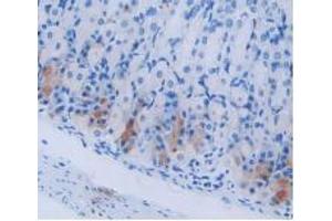IHC-P analysis of Mouse Stomach Tissue, with DAB staining. (Cholecystokinin 抗体  (AA 1-115))