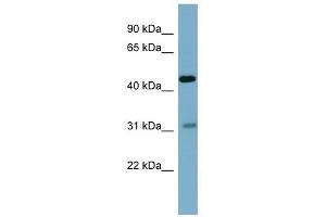 Osteomodulin antibody used at 1 ug/ml to detect target protein. (Osteomodulin 抗体  (Middle Region))