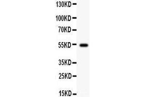 Anti- Cyclin A1 Picoband antibody, Western blotting All lanes: Anti Cyclin A1  at 0. (Cyclin A1 抗体  (AA 64-263))