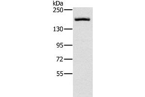 Western Blot analysis of Hela cell using ERBB4 Polyclonal Antibody at dilution of 1:200 (ERBB4 抗体)