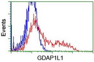 HEK293T cells transfected with either RC200976 overexpress plasmid (Red) or empty vector control plasmid (Blue) were immunostained by anti-GDAP1L1 antibody (ABIN2454765), and then analyzed by flow cytometry. (GDAP1L1 抗体)