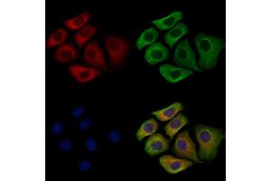 ABIN7094681 and ABIN7098732 staining Hela cells by IF/ICC.