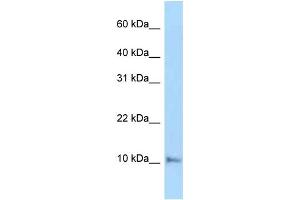 WB Suggested Anti-Cox6a1 Antibody Titration: 1. (COX6A1 抗体  (C-Term))