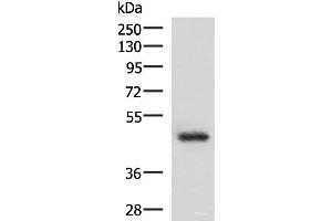 Western blot analysis of 293T cell lysate using LDB1 Polyclonal Antibody at dilution of 1:1000 (LIM Domain Binding 1 Protein 抗体)