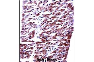 RM33 Antibody (C-term) ((ABIN657799 and ABIN2846772))immunohistochemistry analysis in formalin fixed and paraffin embedded human heart tissue followed by peroxidase conjugation of the secondary antibody and DAB staining. (MRPL33 抗体  (C-Term))