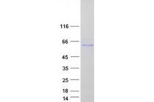 Validation with Western Blot (FBLN3 Protein (Transcript Variant 2) (Myc-DYKDDDDK Tag))