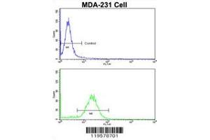 Flow cytometric analysis of MDA-231 cells using COLEC11 Antibody (N-term)(bottom histogram) compared to a negative control cell (top histogram). (COLEC11 抗体  (N-Term))