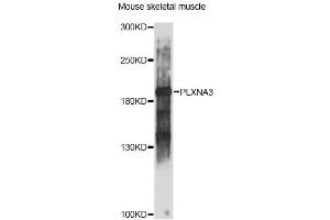 Western blot analysis of extracts of mouse skeletal muscle, using PLXNA3 antibody (ABIN6290799) at 1:1000 dilution. (Plexin A3 抗体)