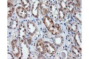 Image no. 1 for anti-Lipase, Endothelial (LIPG) antibody (ABIN1499163) (LIPG 抗体)