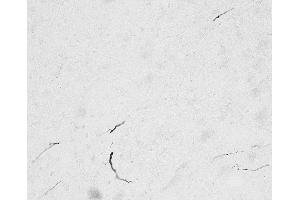 ABIN5539608 (1:5000) immunostaining of FGF14-positive axon initial segments in cryosection of an immersion-fixed (1% PFA/0. (FGF14 抗体  (N-Term))