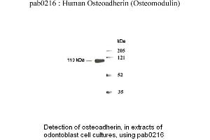 Image no. 1 for anti-Osteomodulin (OMD) (N-Term) antibody (ABIN347103) (Osteomodulin 抗体  (N-Term))