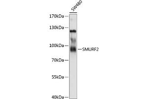 Western blot analysis of extracts of SW480 cells, using SMURF2 antibody (ABIN6132176, ABIN6148161, ABIN6148162 and ABIN6214896) at 1:1000 dilution. (SMURF2 抗体  (AA 150-250))