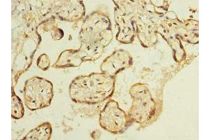Immunohistochemistry of paraffin-embedded human placenta tissue using ABIN7174900 at dilution of 1:100 (C8orf48 抗体  (AA 1-319))