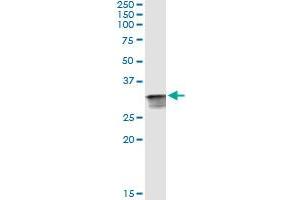 Immunoprecipitation of CDK2 transfected lysate using anti-CDK2 monoclonal antibody and Protein A Magnetic Bead , and immunoblotted with CDK2 MaxPab rabbit polyclonal antibody. (CDK2 抗体  (AA 1-298))
