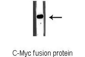 Western blot analysis of C-Myc fusion protein, using C-MYC-tag Antibody. (Myc Tag 抗体)