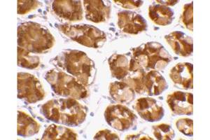 Immunohistochemical staining of human stomach using AP30950PU-N at 2 μg/ml. (TRIM5 抗体  (Isoform alpha, Middle Region))