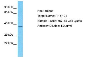 Host: Rabbit Target Name: PHYHD1 Sample Type: HCT15 Whole Cell lysates Antibody Dilution: 1. (PHYHD1 抗体  (C-Term))