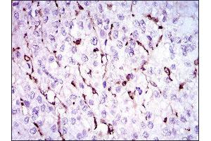 Immunohistochemistry (IHC) image for anti-Niemann-Pick Disease, Type C1 (NPC1) (AA 34-174) antibody (ABIN1845969) (NPC1 抗体  (AA 34-174))