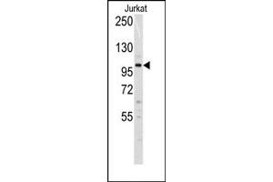 Image no. 1 for anti-DNA (Cytosine-5-)-Methyltransferase 3 alpha (DNMT3A) (N-Term) antibody (ABIN356568)