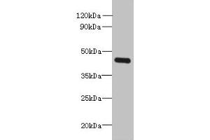Western blot All lanes: FAM105A antibody at 8 μg/mL + K562 whole cell lysate Secondary Goat polyclonal to rabbit IgG at 1/10000 dilution Predicted band size: 43 kDa Observed band size: 43 kDa (C14orf174 抗体  (AA 81-356))