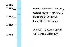 Western Blotting (WB) image for anti-Heparan Sulfate 6-O-Sulfotransferase 1 (HS6ST1) (C-Term) antibody (ABIN970905) (HS6ST1 抗体  (C-Term))
