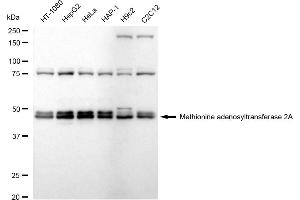 anti-Methionine Adenosyltransferase II, alpha (MAT2A) antibody