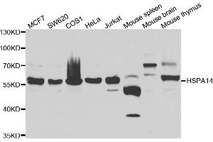 Western blot analysis of extracts of various cell lines, using HSPA14 antibody. (HSPA14 抗体)