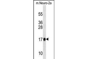 Mouse Rpl13a Antibody (N-term) (ABIN1539263 and ABIN2838309) western blot analysis in mouse Neuro-2a cell line lysates (35 μg/lane). (RPL13A 抗体  (N-Term))