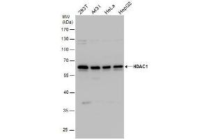 WB Image HDAC1 antibody detects HDAC1 protein by western blot analysis. (HDAC1 抗体)