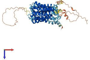 AlphaFold protein structure predicition of Human Recombinant MFSD4A Protein, UniprotID Q8N468 (MFSD4 Protein (AA 1-514) (His tag))