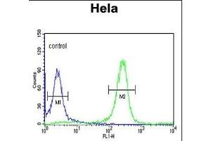 FYN Antibody (N-term) (ABIN652383 and ABIN2841851) flow cytometric analysis of Hela cells (right histogram) compared to a negative control cell (left histogram). (FYN 抗体  (N-Term))