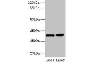 Western Blotting (WB) image for anti-Ubiquinol-Cytochrome C Reductase, Complex III Subunit VII, 9.5kDa (UQCRQ) (AA 2-78) antibody (ABIN7149108)