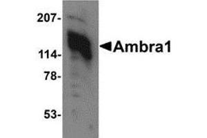 Western blot analysis of Ambra1 in 3T3 cell lysate with AP30047PU-N Ambra1 antibody at 1 μg/ml.