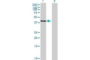 Western Blot analysis of NDRG2 expression in transfected 293T cell line by NDRG2 MaxPab polyclonal antibody. (NDRG2 抗体  (AA 1-360))