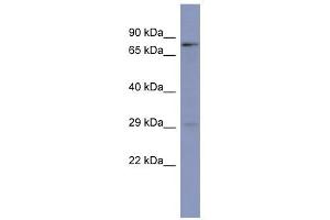 PURB antibody used at 1 ug/ml to detect target protein. (PURB 抗体  (N-Term))